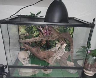 Australian Leather back Bearded Dragons