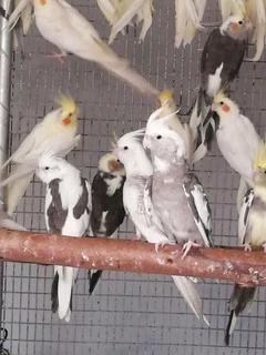 Cockatiels for sale.