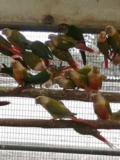 Greencheek conures