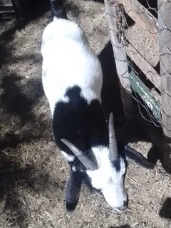 Nigerian dwarf milk goat pets, Klein Karoo