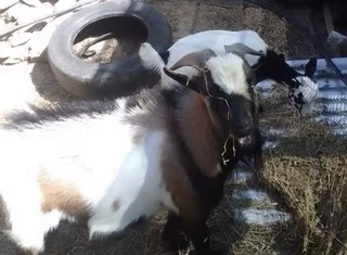 Nigerian dwarf milk goat pets, Klein Karoo