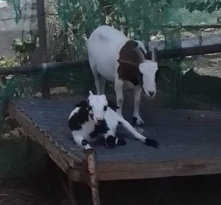 Nigerian dwarf milk goat pets, Klein Karoo