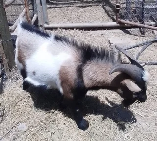 Nigerian dwarf milk goat pets, Klein Karoo