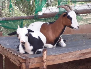 Nigerian Dwarf goats for sale in Ladismith, Klein Karoo
