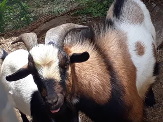 Nigerian Dwarf goats for sale in Ladismith, Klein Karoo