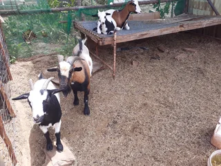 Nigerian Dwarf goats for sale in Ladismith, Klein Karoo