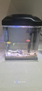 Fish tank with fish