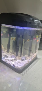 Fish tank with fish