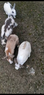 SAFE HAVEN FOR RABBITS