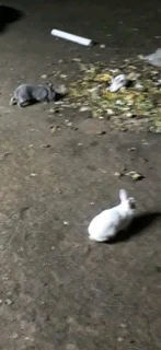 SAFE HAVEN FOR RABBITS