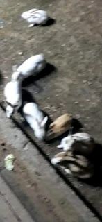 SAFE HAVEN FOR RABBITS