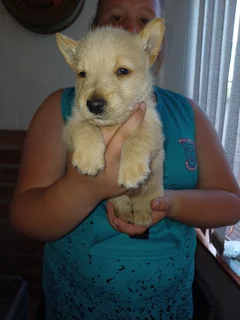 Scottish terrier puppies for sale