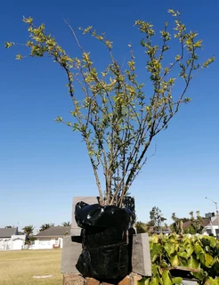 *Out of stock* Pomegranate Tree 20 cm Pot--- XLrg 40L 1.77mH- R1100