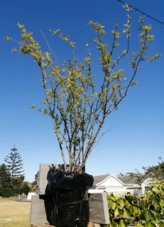 *Out of stock* Pomegranate Tree 20 cm Pot--- XLrg 40L 1.77mH- R1100