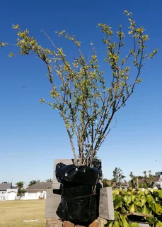 *Out of stock* Pomegranate Tree 20 cm Pot--- XLrg 40L 1.77mH- R1100