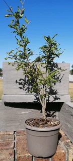 *Out of stock* Pomegranate Tree 20 cm Pot--- XLrg 40L 1.77mH- R1100