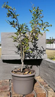 *Out of stock* Pomegranate Tree 20 cm Pot--- XLrg 40L 1.77mH- R1100