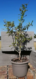 *Out of stock* Pomegranate Tree 20 cm Pot--- XLrg 40L 1.77mH- R1100