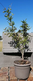 *Out of stock* Pomegranate Tree 20 cm Pot--- XLrg 40L 1.77mH- R1100