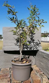 *Out of stock* Pomegranate Tree 20 cm Pot--- XLrg 40L 1.77mH- R1100