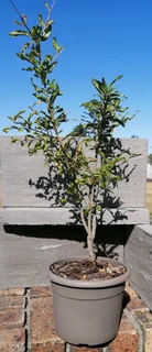 *Out of stock* Pomegranate Tree 20 cm Pot--- XLrg 40L 1.77mH- R1100