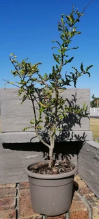 *Out of stock* Pomegranate Tree 20 cm Pot--- XLrg 40L 1.77mH- R1100