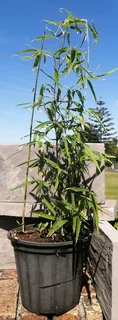 Fishpole Bamboo Plant Phyllostachys aurea