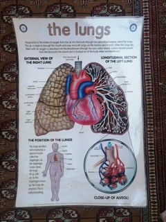 the lungs©The Chart Studio 1997