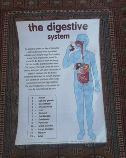 the digestive system©The Chart Studio 1997 Poster