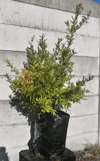 Pomegranate Tree --- XLrg 40L