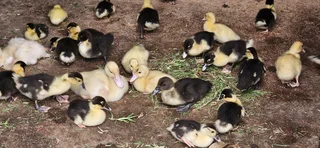 Ducklings - Ad posted by Aatiqah Motala