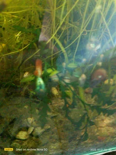 Dumbo Ear Guppies