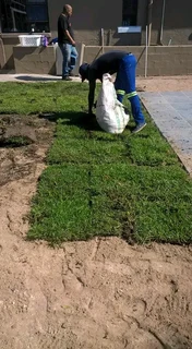 The Kikuyu Grass Only