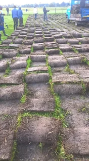 The Kikuyu Grass Only