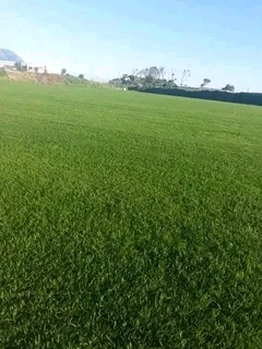 The Kikuyu Grass Only