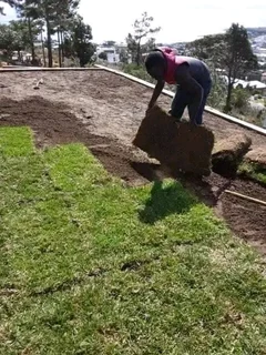 KIKUYU GRASS FRESH FROM FARM