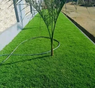 The kikuyu grass green