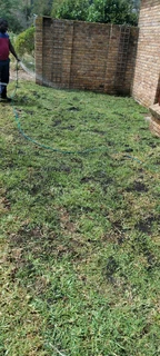 Berea ,Kikuyu and Cynodon