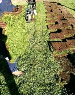 Berea ,Kikuyu and Cynodon