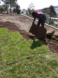 All type of grass in stock