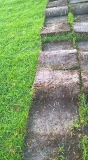 All type of grass in stock