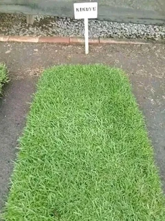 All type of grass in stock