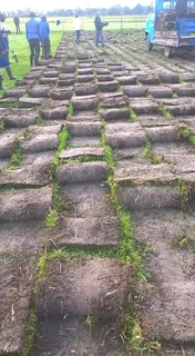 All type of grass in stock