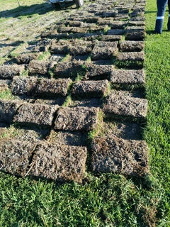 Kikuyu ,Berea,Cynodon and Buffalo