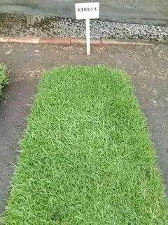 INSTANT LAWN