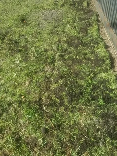 INSTANT LAWN