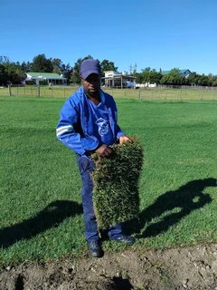 Kikuyu grass
