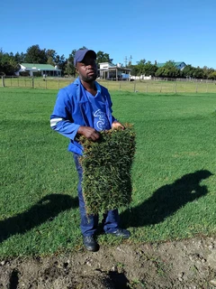 Kikuyu grass