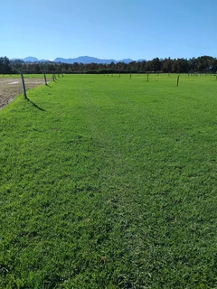 Kikuyu grass