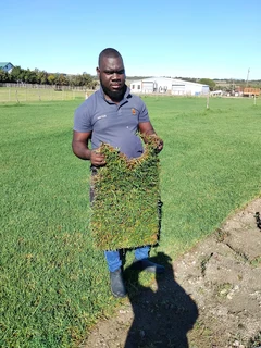 Kikuyu grass
